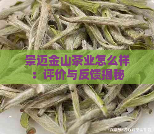 景迈金山茶业怎么样：评价与反馈揭秘