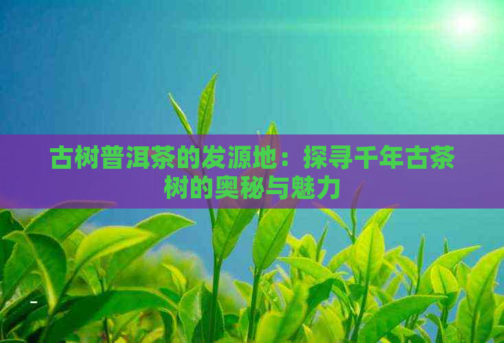 古树普洱茶的发源地：探寻千年古茶树的奥秘与魅力