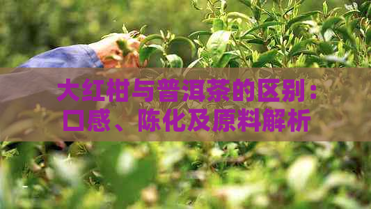 大红柑与普洱茶的区别：口感、陈化及原料解析