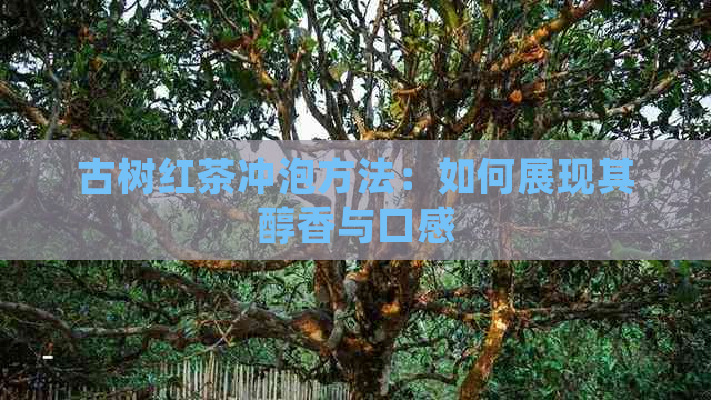 古树红茶冲泡方法：如何展现其醇香与口感