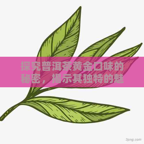 探究普洱茶黄金口味的秘密，揭示其独特的魅力所在