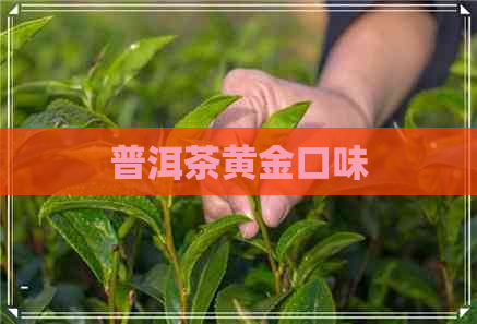 普洱茶黄金口味