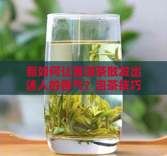 新如何让普洱茶散发出迷人的香气？泡茶技巧与注意事项解析