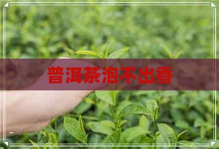 普洱茶泡不出香