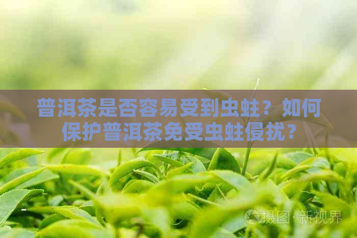 普洱茶是否容易受到虫蛀？如何保护普洱茶免受虫蛀侵扰？