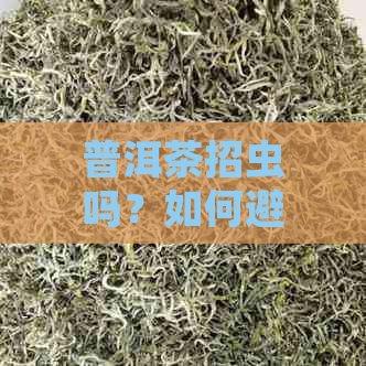 普洱茶招虫吗？如何避免普洱茶被虫蛀？