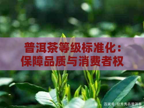 普洱茶等级标准化：保障品质与消费者权益的新举措