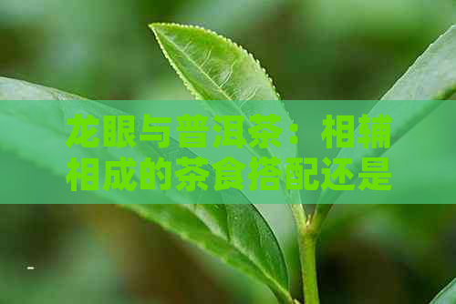 龙眼与普洱茶：相辅相成的茶食搭配还是禁忌？