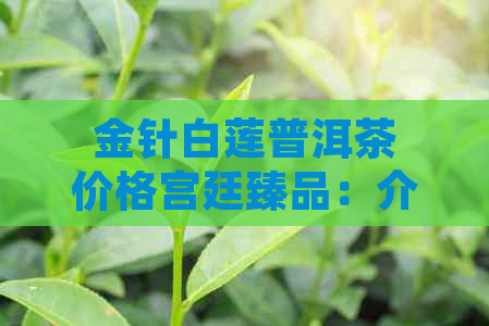 金针白莲普洱茶价格宫廷臻品：介绍区别、熟茶好处，以及2005年荷香普洱茶。