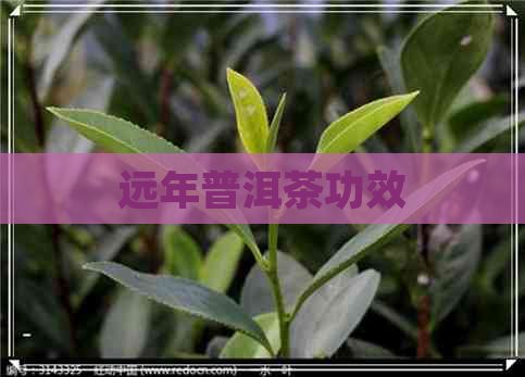 远年普洱茶功效