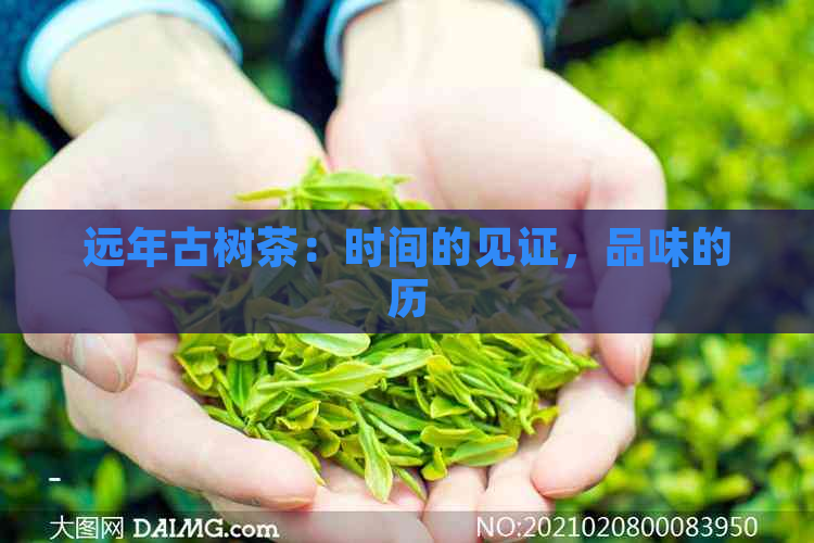 远年古树茶：时间的见证，品味的历