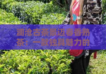 澜沧古茶景迈春香熟茶：一款独具魅力的价格适中的普洱熟茶