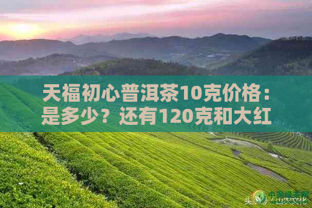 天福初心普洱茶10克价格：是多少？还有120克和大红袍的价格