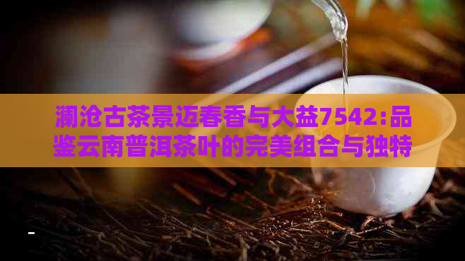 澜沧古茶景迈春香与大益7542:品鉴云南普洱茶叶的完美组合与独特风味