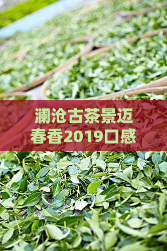 澜沧古茶景迈春香2019口感及品质：真正的好茶在哪里？