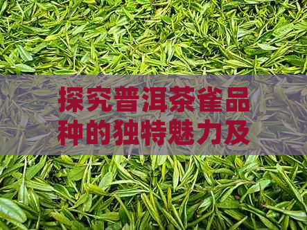 探究普洱茶雀品种的独特魅力及其与传统工艺的结合