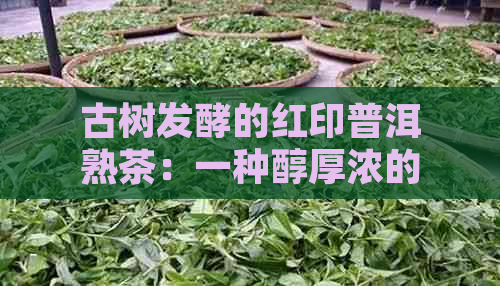 古树发酵的红印普洱熟茶：一种醇厚浓的茶艺体验