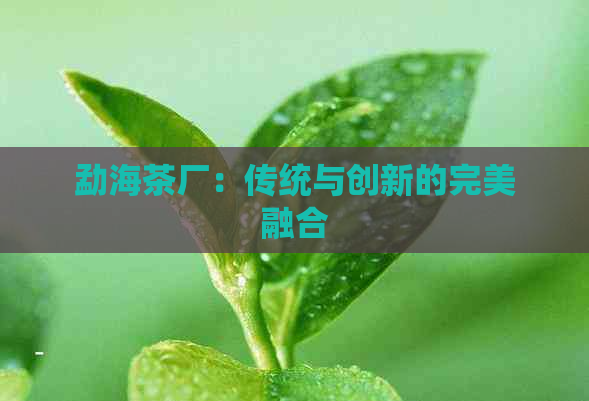 勐海茶厂：传统与创新的完美融合