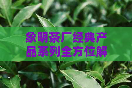 象明茶厂经典产品系列全方位解析：从原料到工艺，一次了解所有你想知道的