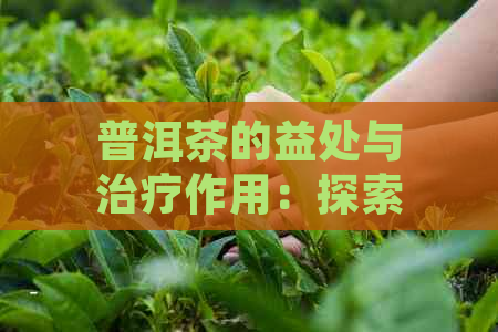 普洱茶的益处与治疗作用：探索其对人体健的全面影响