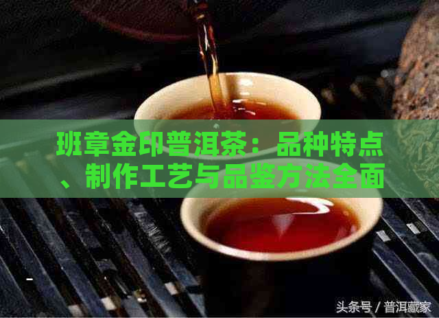 班章金印普洱茶：品种特点、制作工艺与品鉴方法全面解析