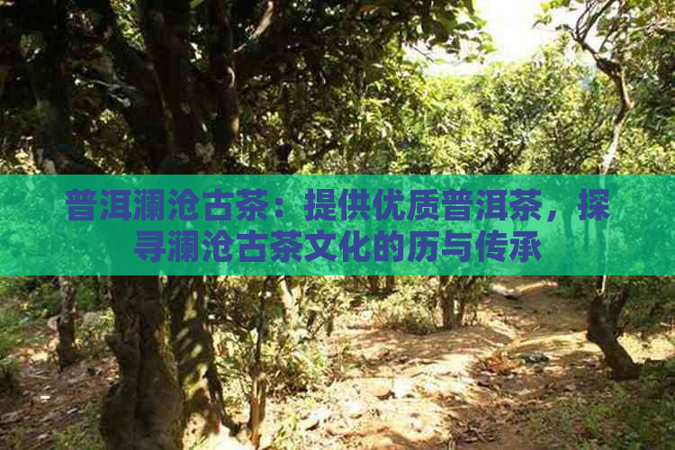 普洱澜沧古茶：提供优质普洱茶，探寻澜沧古茶文化的历与传承