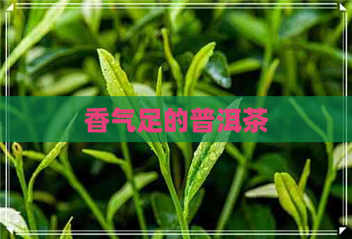 香气足的普洱茶