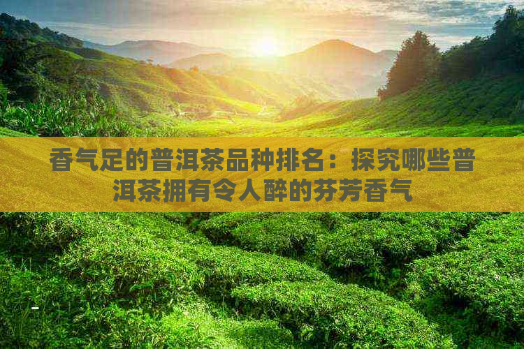 香气足的普洱茶品种排名：探究哪些普洱茶拥有令人醉的芬芳香气