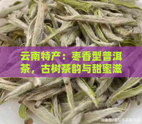 云南特产：枣香型普洱茶，古树茶韵与甜蜜滋味的完美融合