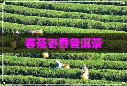 春茶枣香普洱茶