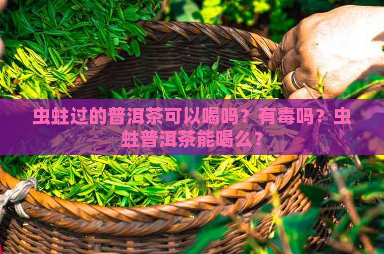 虫蛀过的普洱茶可以喝吗？有吗？虫蛀普洱茶能喝么？