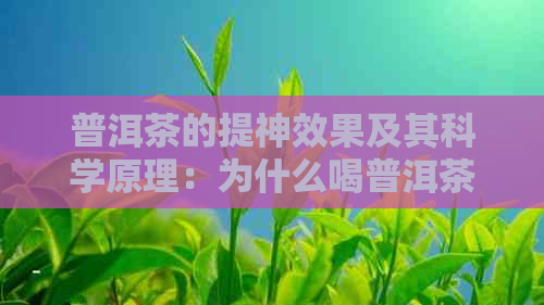 普洱茶的提神效果及其科学原理：为什么喝普洱茶有助于提高精神状态？