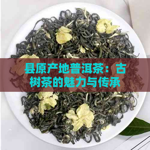 县原产地普洱茶：古树茶的魅力与传承