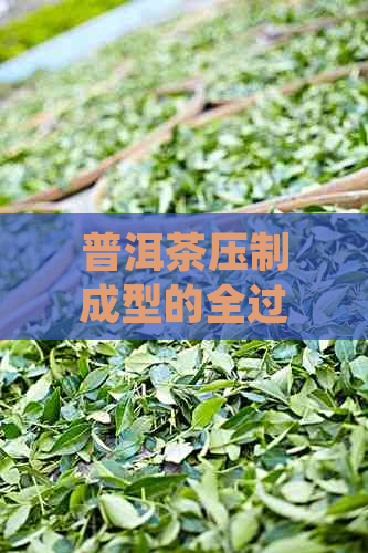 普洱茶压制成型的全过程解析：从原料到成品，了解其科学原理与制作工艺