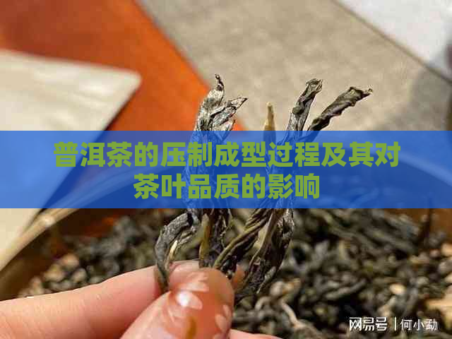 普洱茶的压制成型过程及其对茶叶品质的影响