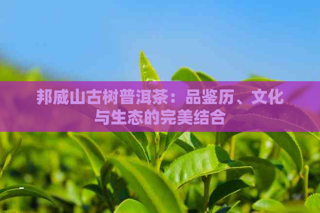 邦威山古树普洱茶：品鉴历、文化与生态的完美结合