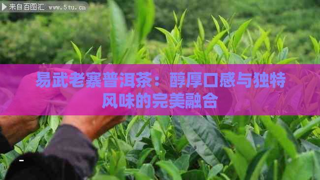 易武老寨普洱茶：醇厚口感与独特风味的完美融合