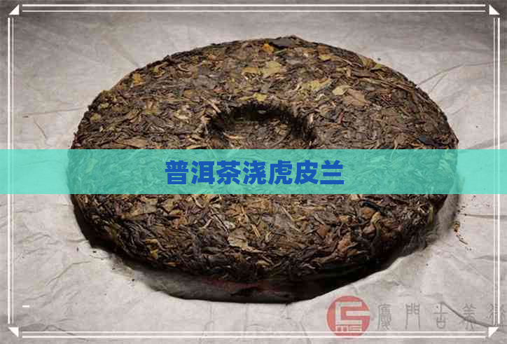 普洱茶浇虎皮兰