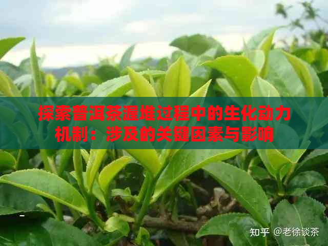 探索普洱茶渥堆过程中的生化动力机制：涉及的关键因素与影响