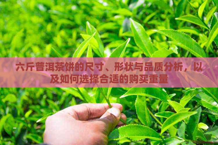 六斤普洱茶饼的尺寸、形状与品质分析，以及如何选择合适的购买重量