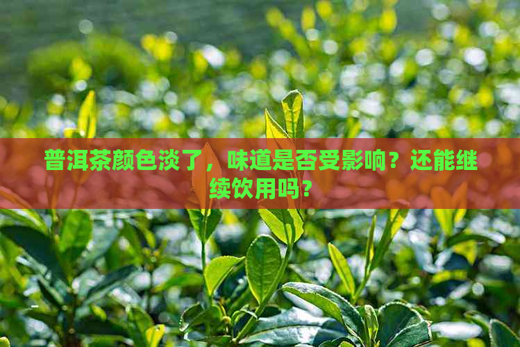 普洱茶颜色淡了，味道是否受影响？还能继续饮用吗？