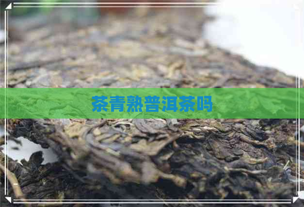 茶青熟普洱茶吗