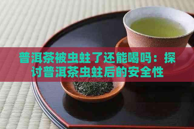 普洱茶被虫蛀了还能喝吗：探讨普洱茶虫蛀后的安全性