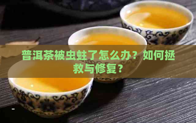 普洱茶被虫蛀了怎么办？如何拯救与修复？