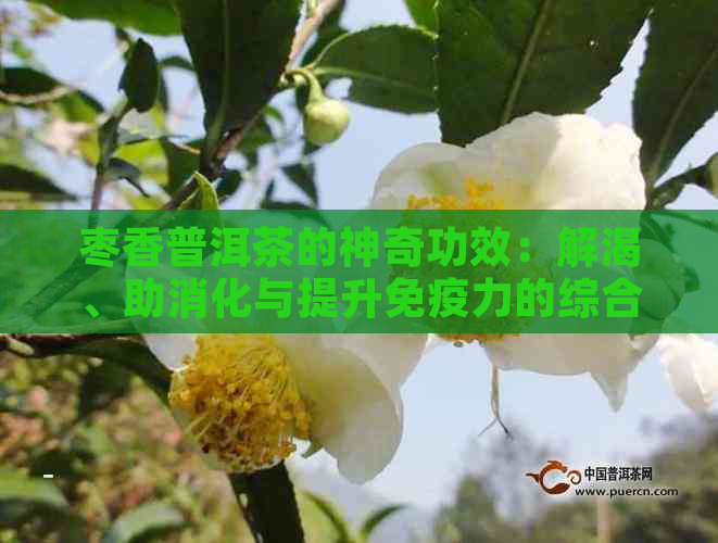 枣香普洱茶的神奇功效：解渴、助消化与提升免疫力的综合体验