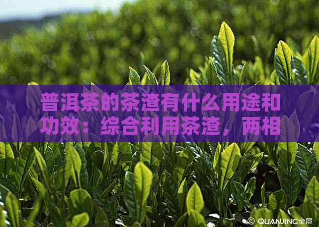 普洱茶的茶渣有什么用途和功效：综合利用茶渣，两相宜