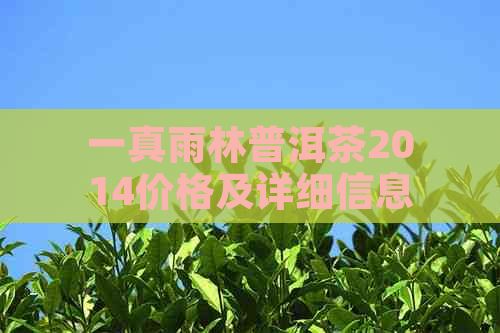 一真雨林普洱茶2014价格及详细信息：古树茶与古茶坊品种解析