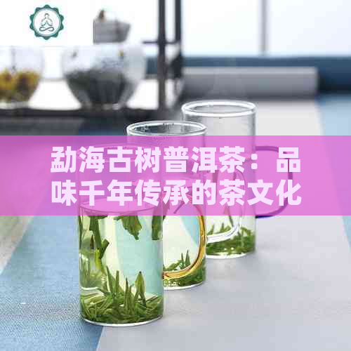 勐海古树普洱茶：品味千年传承的茶文化精髓