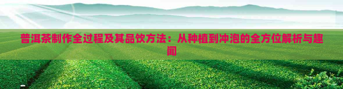 普洱茶制作全过程及其品饮方法：从种植到冲泡的全方位解析与趣闻