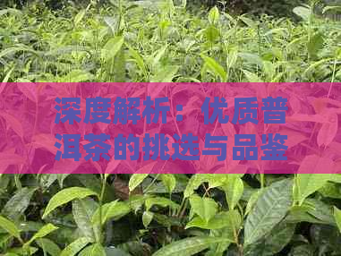 深度解析：优质普洱茶的挑选与品鉴，为你推荐六大核心产区